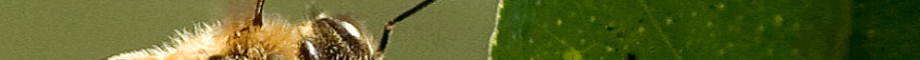 allergy banner